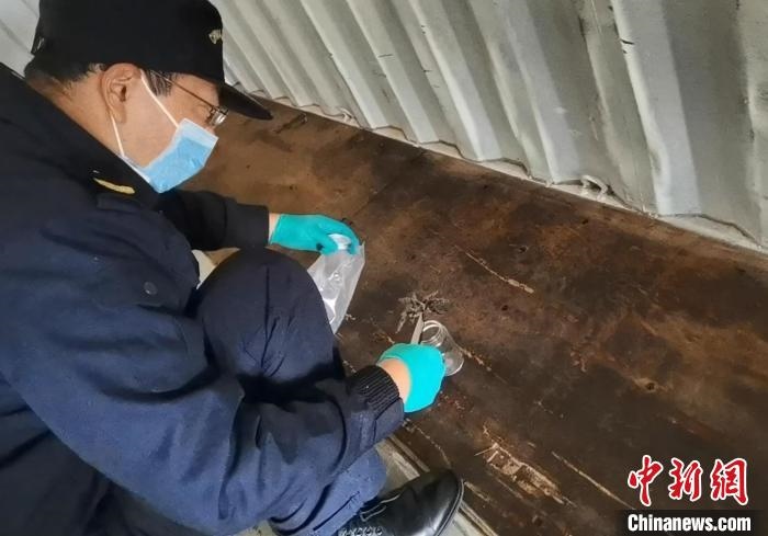 張家港海關(guān)工作人員截獲捕鳥蛛?！⊥踅〕?攝