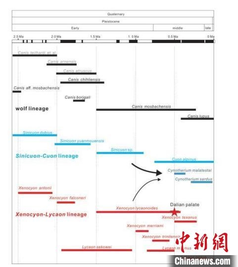 第四紀主要犬族成員分布年代圖?！≈锌圃汗偶棺邓?供圖