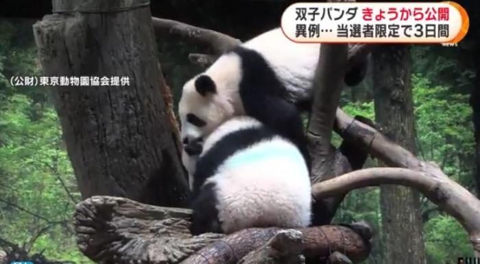 12日，日本東京上野動(dòng)物園的旅日雙胞胎熊貓開(kāi)始同游客見(jiàn)面。(圖片來(lái)源：日本富士電視臺(tái)視頻截圖)