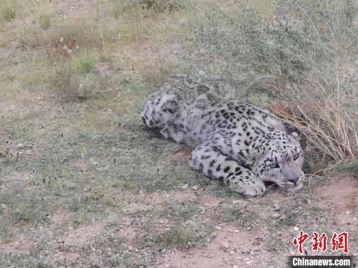 圖為在四子王旗發(fā)現(xiàn)的雪豹(資料圖)?！∷淖油跗炀焦﹫D