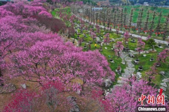 2月23日，航拍乾藝梅園景區(qū)綻放的梅花。瞿宏倫 攝