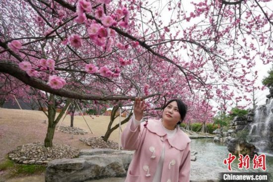 2月23日，市民在乾藝梅園景區(qū)觀賞綻放的梅花。陳興輝 攝