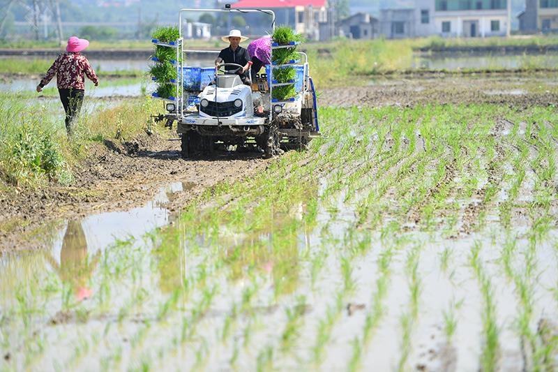 △2023年4月26日，湖南湘潭市雨湖區(qū)姜畬鎮(zhèn)易建河村的一處高標(biāo)準(zhǔn)農(nóng)田，農(nóng)民駕駛插秧機(jī)插秧。