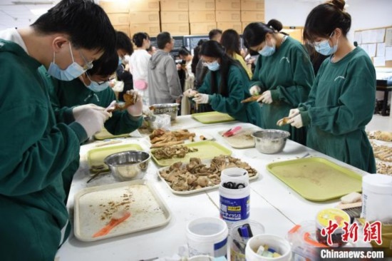 圖為鄭州大學(xué)在校大學(xué)生正在清理骨骼標(biāo)本。王宇 攝