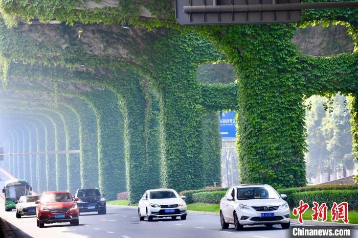 車輛從長滿爬山虎的橋墩旁經(jīng)過。　張浪 攝