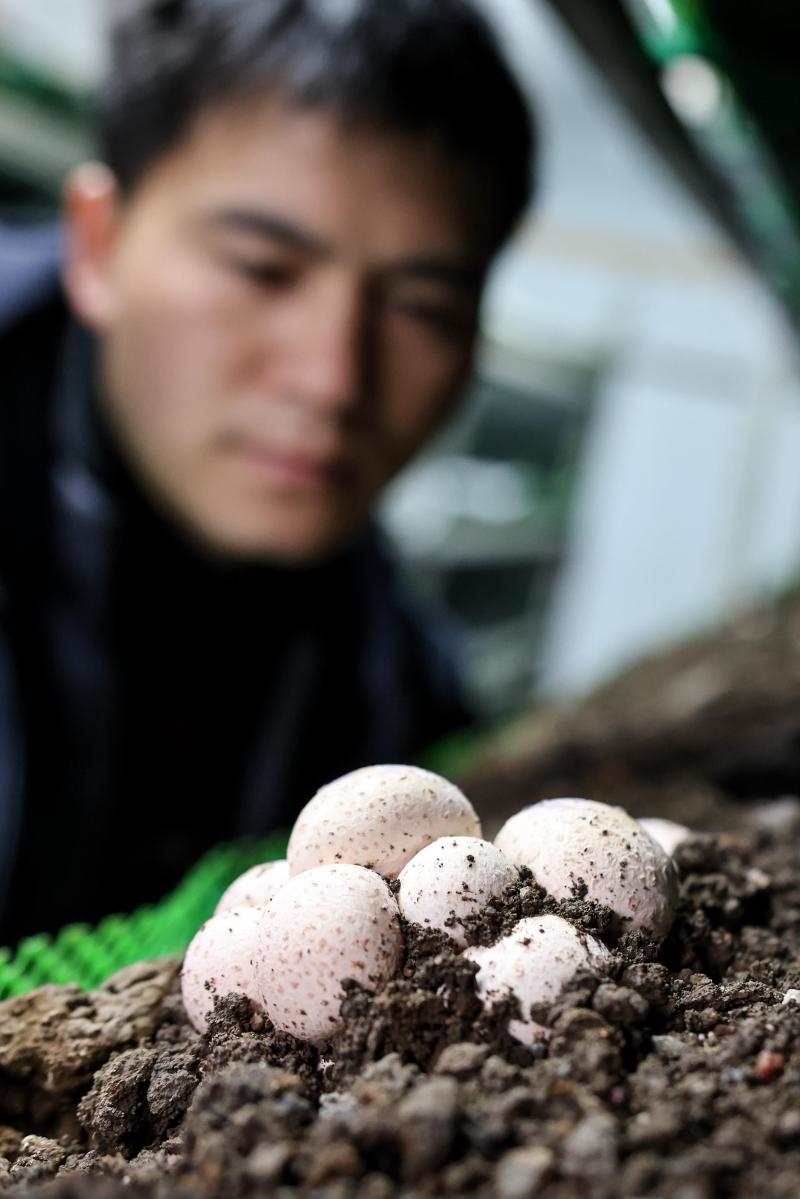 工作人員在貴陽市白云區(qū)食用菌產(chǎn)業(yè)示范園智能菇房內(nèi)查看菌菇生長情況（2022年2月14日攝）。新華社記者 歐東衢 攝