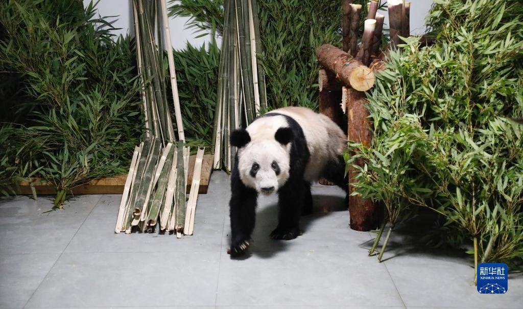 5月29日，大熊貓“丫丫”回到北京動(dòng)物園。新華社發(fā)（付卓新 攝）