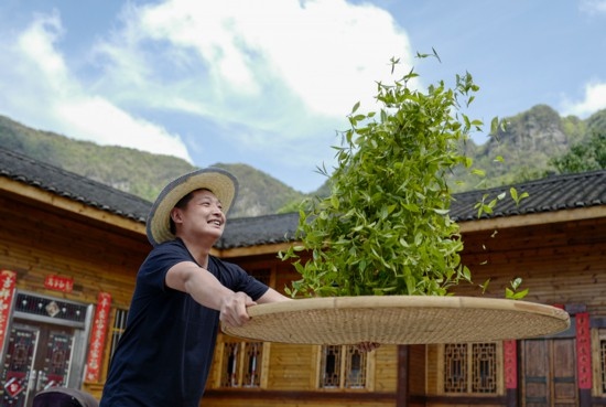 2023年4月19日，重慶市南川區(qū)德隆鎮(zhèn)茶樹村一個居民點，制茶工藝傳承人在幫助村民翻曬新鮮茶葉。