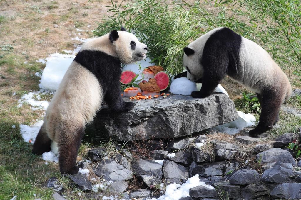 在比利時(shí)天堂動(dòng)物園，大熊貓“寶弟”（左）、“寶妹”享用“生日大餐”。