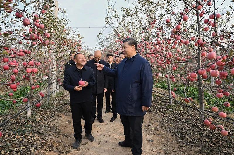 △2022年10月26日，陜西延安高橋鎮(zhèn)南溝村，習近平總書記走進果園，向現(xiàn)場采摘的果農(nóng)了解蘋果收成。