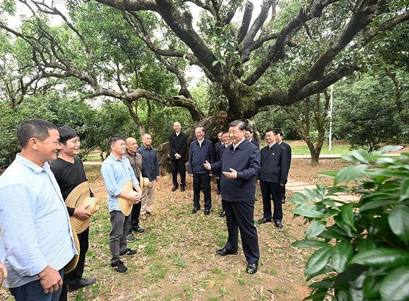 △今年4月11日，習近平總書記在廣東茂名高州市根子鎮(zhèn)柏橋村荔枝種植園，同現(xiàn)場技術(shù)人員親切交流。