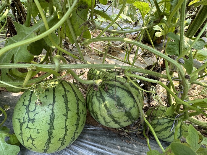 漿水李村瓜果種植基地。王紹紹攝