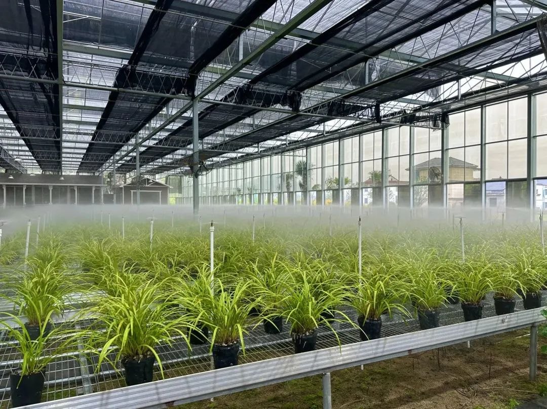浙江省紹興市柯橋區(qū)漓渚鎮(zhèn)棠棣村的蘭花種植基地。靜玄 攝