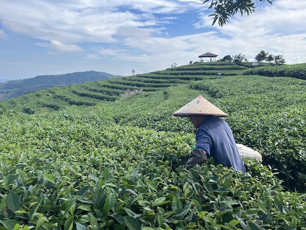 茶農(nóng)正在茶園中采茶。人民網(wǎng) 高清揚攝