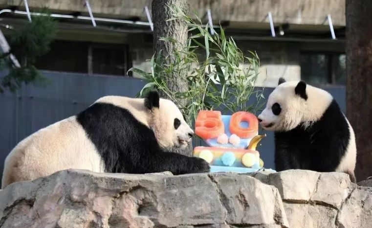 2022年，美國國家動物園舉辦活動慶祝大熊貓抵美50周年，園方為大熊貓“美香”“添添”和“小奇跡”一家三口準(zhǔn)備了有“50”字樣的冰凍水果蛋糕。（圖片來源：雅安市廣播電視臺）