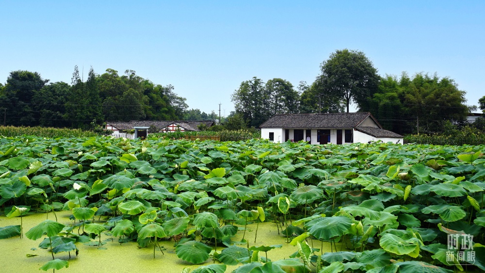 四川眉山，永豐村荷塘。2022年6月，習近平曾到此調(diào)研鄉(xiāng)村振興情況。（總臺央廣記者潘毅拍攝）