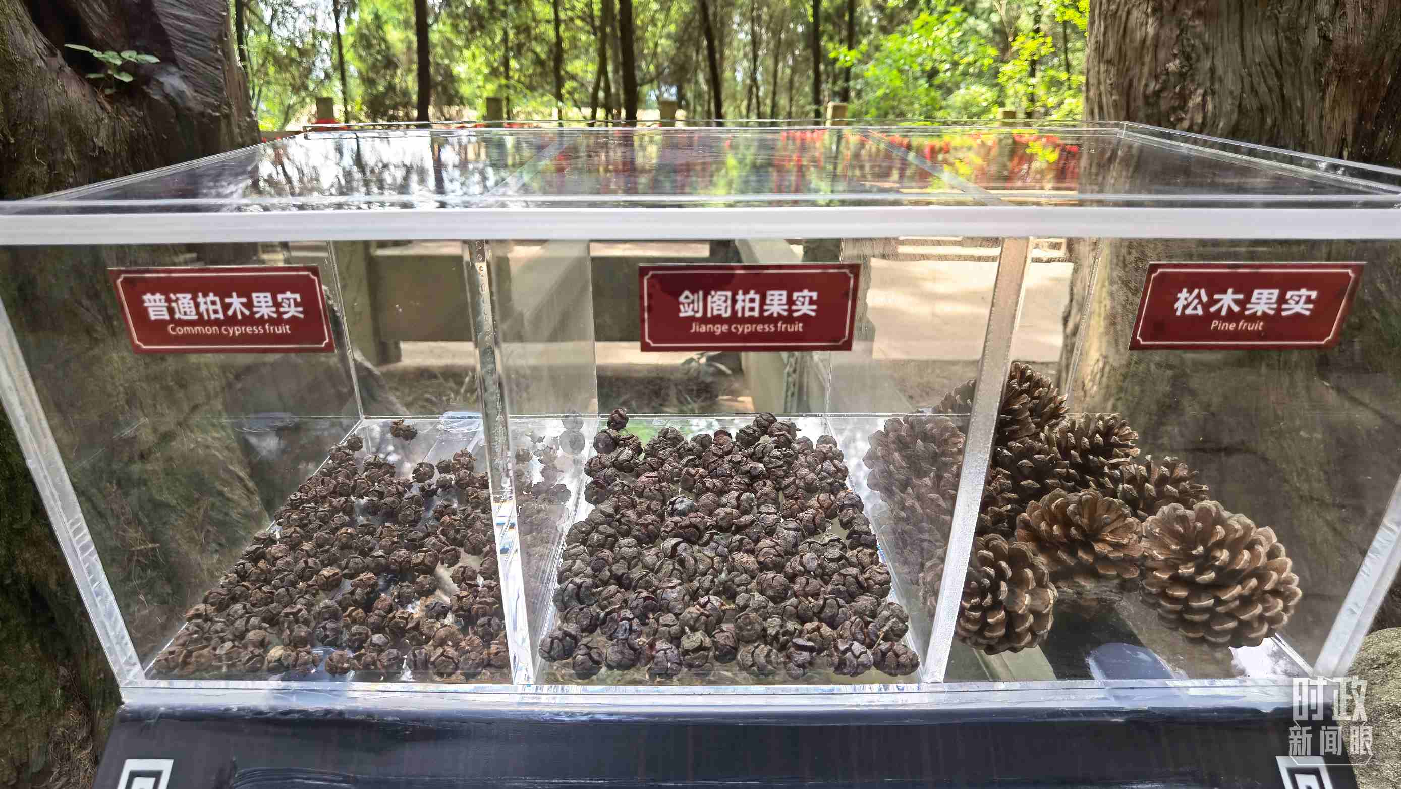 △翠云廊古蜀道，現(xiàn)場陳列的柏木和松木果實。（總臺央視記者石丞拍攝）