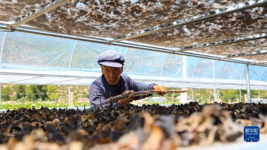 7月29日，在卓尼縣納浪鎮(zhèn)納浪村黑木耳種植基地，農(nóng)戶在翻曬黑木耳。