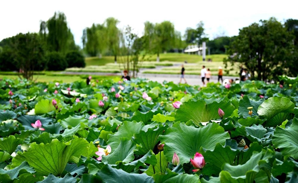 市民在天漢濕地公園內(nèi)休閑賞景。