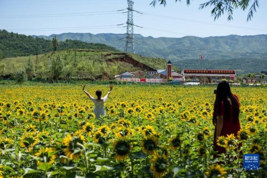 8月12日，游客在寧夏固原市涇源縣大灣鄉(xiāng)楊嶺村向日葵田中拍照。新華社記者 李旭倫 攝
