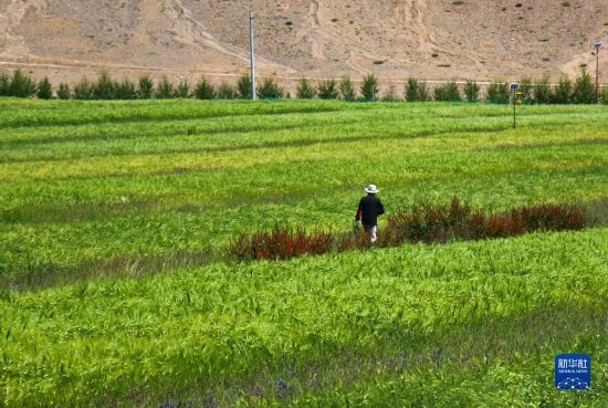 8月12日，西藏阿里地區(qū)普蘭縣赤德村村民在一片青稞田里行走。