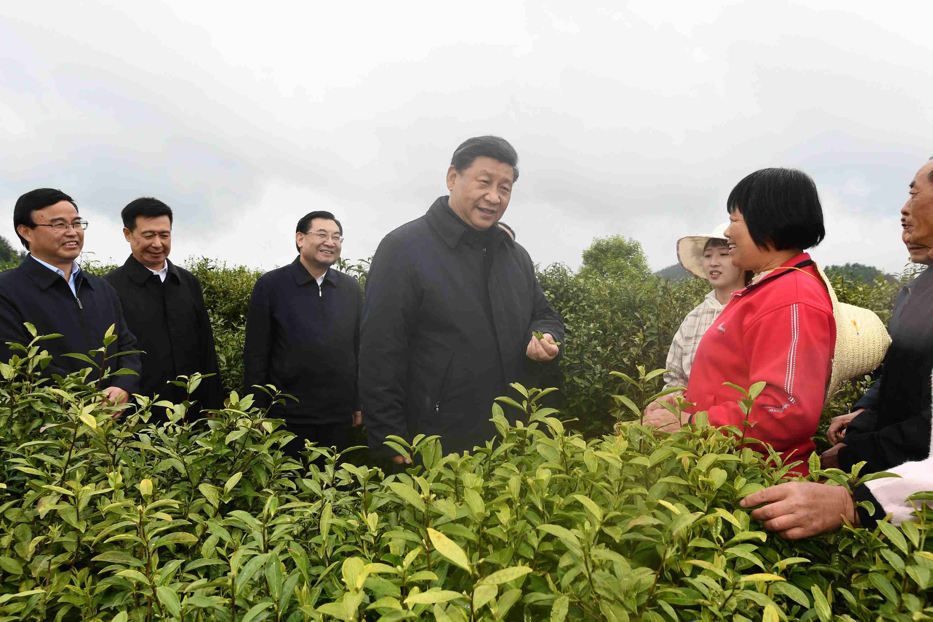 4月20日至23日，中共中央總書記、國家主席、中央軍委主席習(xí)近平在陜西考察。這是4月21日，習(xí)近平在安康市平利縣老縣鎮(zhèn)蔣家坪村女媧鳳凰茶業(yè)現(xiàn)代示范園區(qū)，同茶農(nóng)們親切交談。