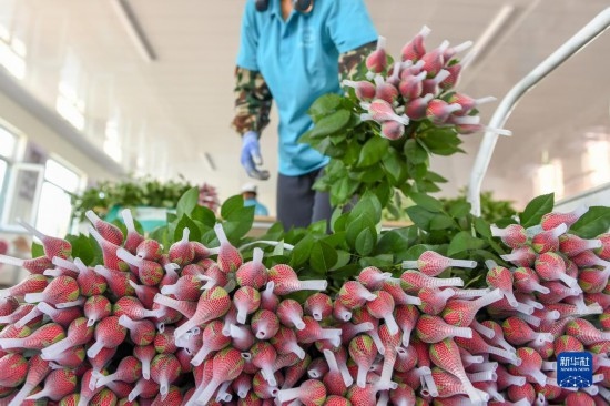8月17日，農(nóng)民在吉林省德惠市朱城子鎮(zhèn)沿河村程雪家庭農(nóng)場打包玫瑰花。新華社記者 張楠 攝