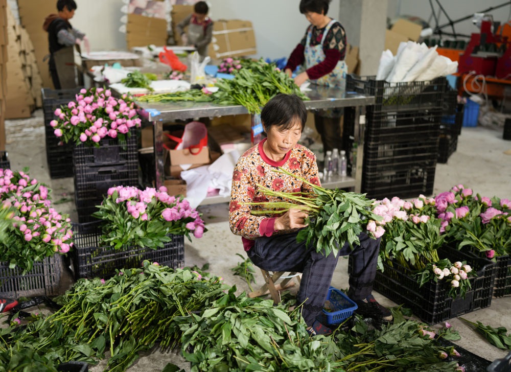 在浦江縣杭坪鎮(zhèn)烏漿村的鮮花種植基地，村民在處理芍藥鮮切花，準(zhǔn)備發(fā)往各地（5月23日攝）。新華社記者 翁忻旸 攝