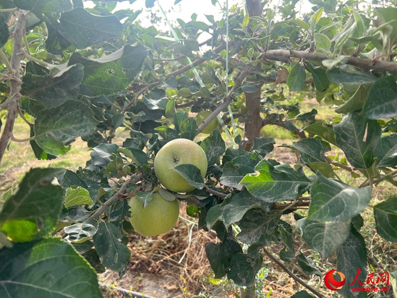 已有蘋果掛在枝頭，10月底即可成熟。人民網(wǎng)記者 常雪梅攝