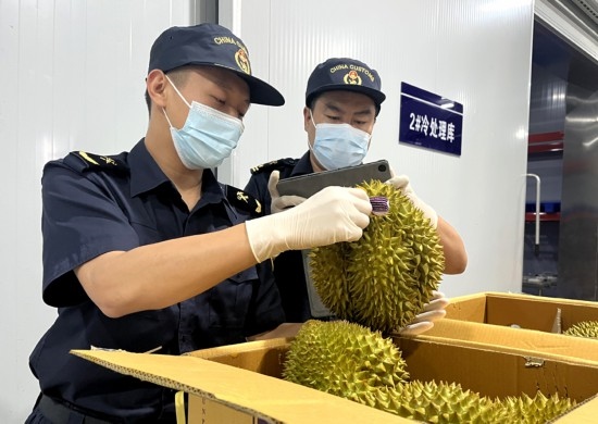 磨憨鐵路口岸綜合性指定監(jiān)管場地水果查驗區(qū)內(nèi)，海關(guān)關(guān)員正在查驗進(jìn)口榴蓮。勐臘海關(guān)供圖