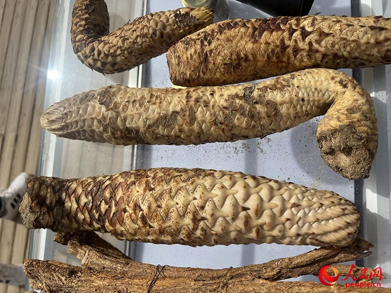 林下經(jīng)濟(jì)作物肉蓯蓉。人民網(wǎng)記者 常雪梅攝