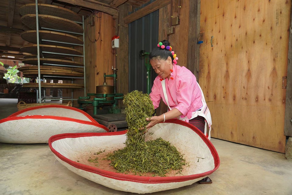 當?shù)卮迕裾谌嗄聿枞~。普洱景邁山古茶林保護管理局供圖