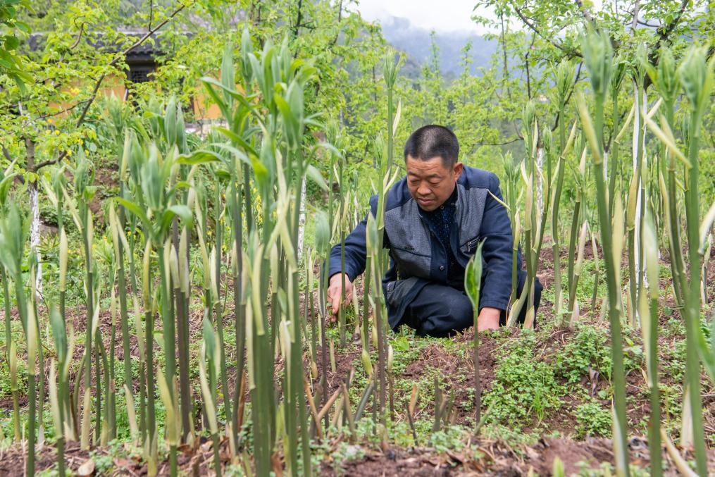 4月14日，村民陳朋在地里管護(hù)種植的黃精。新華社記者 唐奕 攝