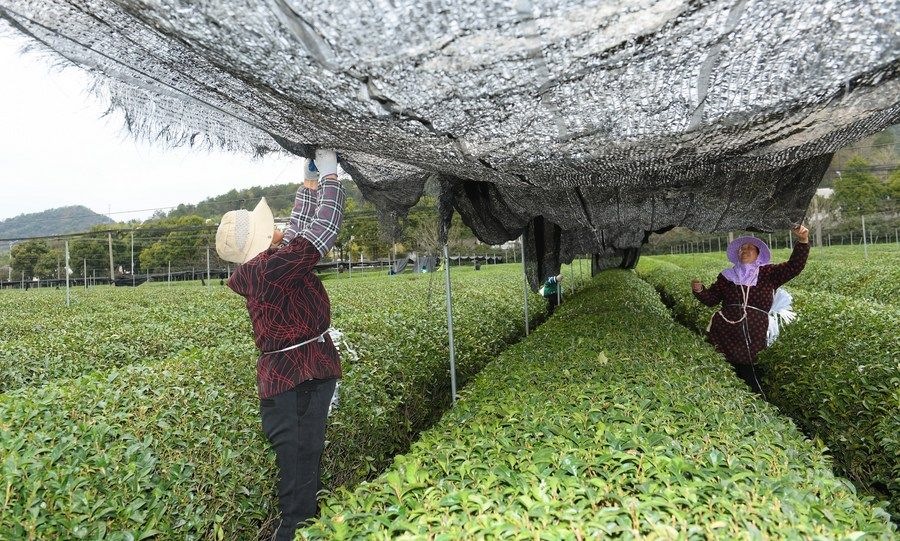  在浙江省紹興市越城區(qū)富盛鎮(zhèn)抹茶生產(chǎn)基地，農(nóng)戶(hù)為茶樹(shù)拉遮陽(yáng)網(wǎng)（2023年2月28日攝）。
