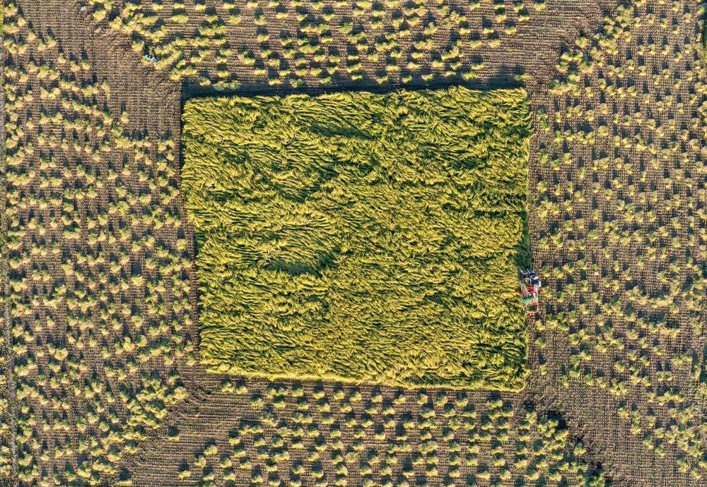 在吉林省舒蘭市平安鎮(zhèn)金星村，農(nóng)民駕駛農(nóng)機(jī)收割水稻（2023年9月21日攝，無(wú)人機(jī)照片）。新華社記者 張楠 攝