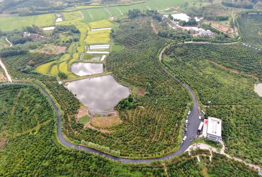 這是2020年8月25日拍攝的河南省光山縣槐店鄉(xiāng)司馬光油茶園（無人機(jī)照片）。新華社記者郝源攝