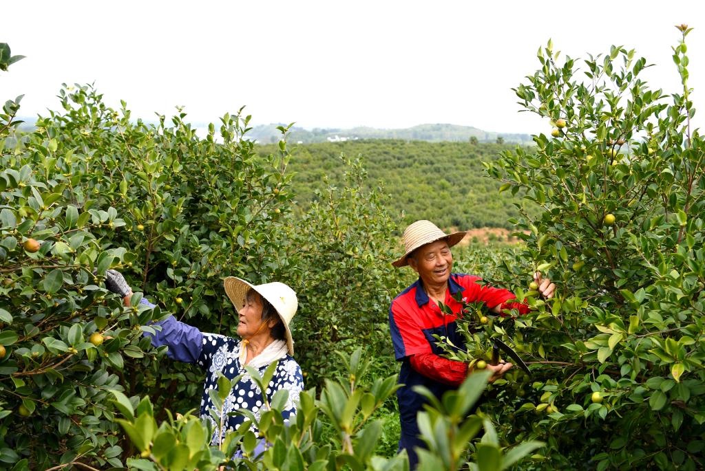 2020年8月25日，村民在河南省光山縣槐店鄉(xiāng)司馬光油茶園內(nèi)勞作。新華社記者郝源攝
