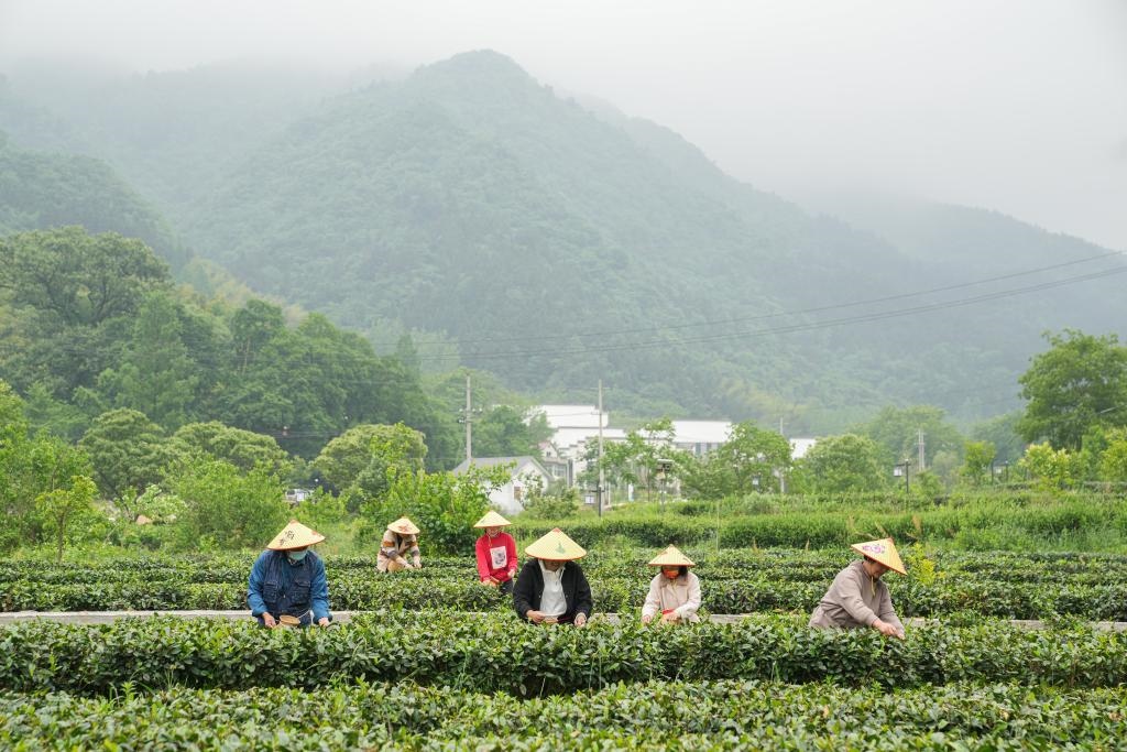 2022年5月11日，村民在大灣村生態(tài)茶園內(nèi)采摘茶葉。新華社記者杜宇攝