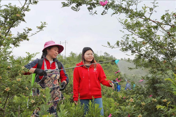 王永華（右一）向龍鳳村村民傳授噴灑農(nóng)藥技術(shù)要領(lǐng)。受訪者供圖