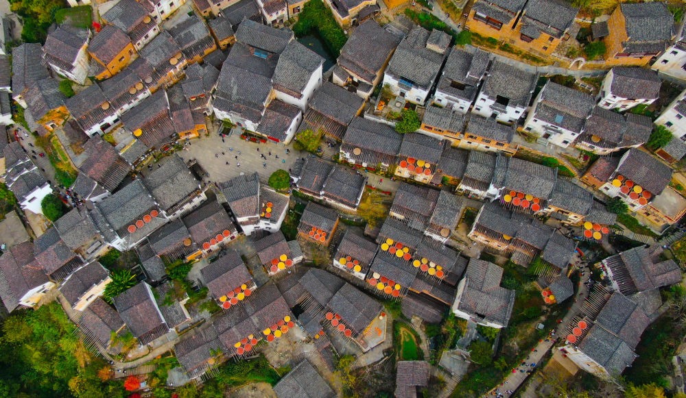 這是婺源縣江灣鎮(zhèn)篁嶺村的曬秋景象（2019年11月7日攝）。