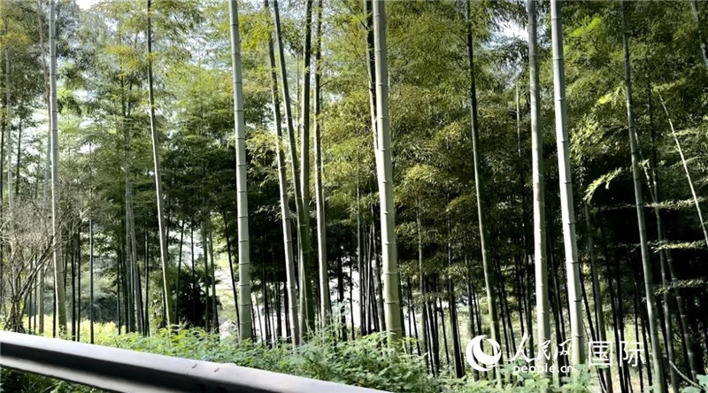 沿途中的竹林。人民網(wǎng)記者 周雨攝