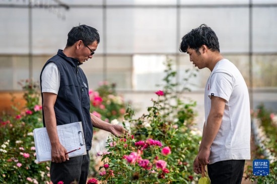 在云南省安寧市現(xiàn)代農(nóng)業(yè)園區(qū)玫瑰種植示范園，技術(shù)員田連通（左）在和同事交流（10月20日攝）。