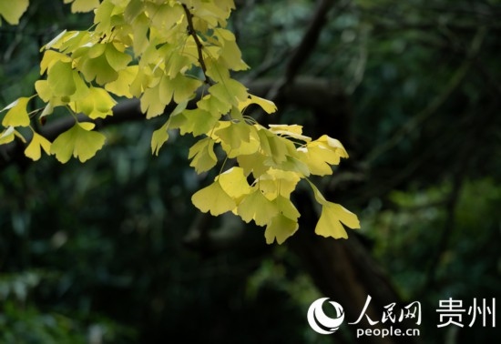 觀山湖公園秋意漸濃。人民網(wǎng) 陽茜攝