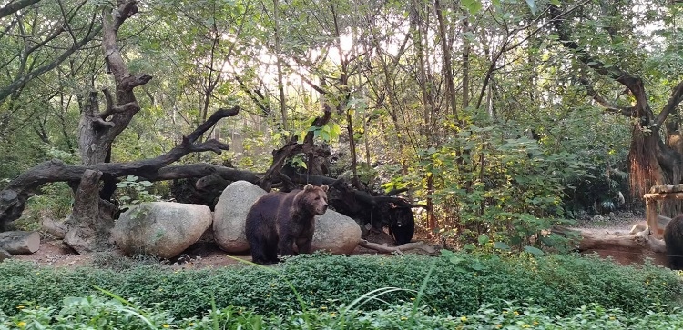 長隆野生動物世界園區(qū)內，黑熊在森林間散步。人民網記者 張藝開攝