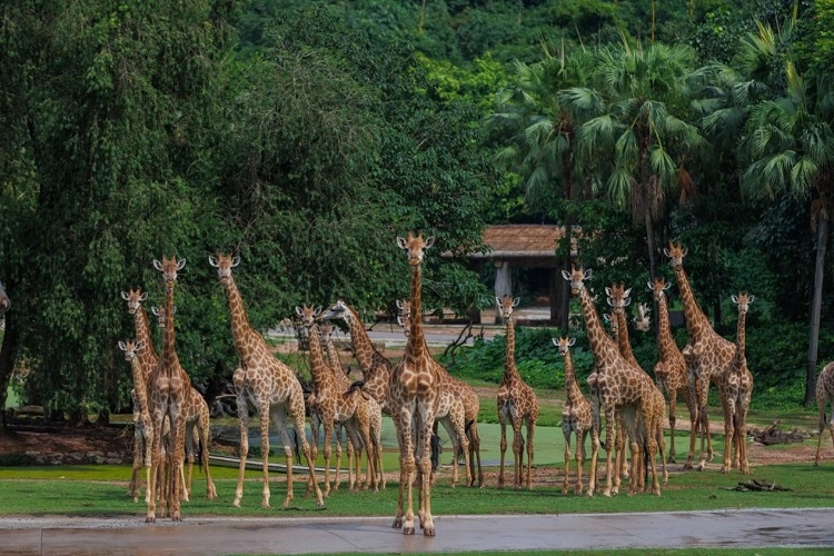 長隆野生動物世界園區(qū)內，長頸鹿正在散步。鄧泳怡攝