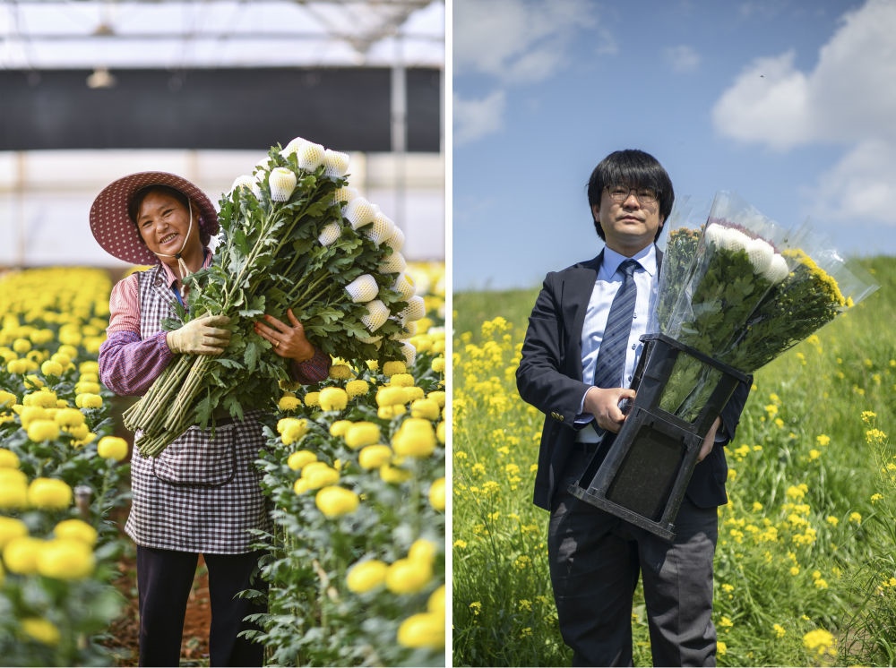 這張拼版照片中，左圖為2023年3月22日在中國云南省開遠市，花農(nóng)李蘭英在采摘鮮花；右圖為2023年4月3日在日本埼玉縣三鄉(xiāng)市，經(jīng)營花卉公司的小西武為訂貨的花店送花。中國云南有著亞洲最大的鮮切花交易市場，一年可以賣出110億枝鮮切花。春季云南大量鮮花進入盛花期，各類鮮花通過冷鏈物流陸續(xù)進入日本市場，成為當?shù)厝松畹拿利慄c綴。