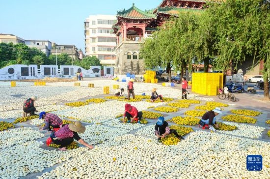 11月25日，在廣東省江門市新會(huì)區(qū)一處空地，人們對(duì)新會(huì)柑皮進(jìn)行翻皮晾曬。