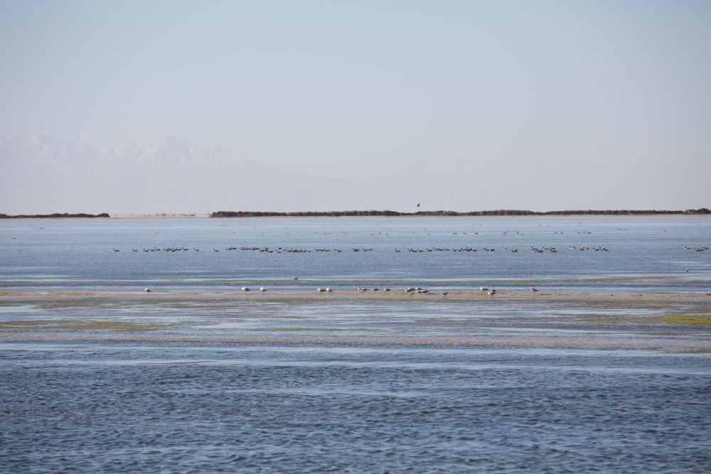 鳥兒在青海察爾汗鹽湖邊的淡水湖上棲息（2017年9月10日攝）。新華社記者 金立旺 攝