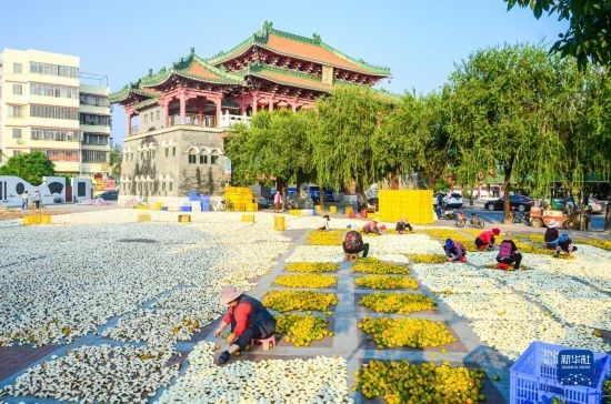 11月25日，在廣東省江門市新會(huì)區(qū)一處空地，人們對(duì)新會(huì)柑皮進(jìn)行翻皮晾曬。