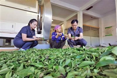  圖③：蒼梧法院六堡法庭法官深入茶企了解企業(yè)生產(chǎn)經(jīng)營(yíng)情況。